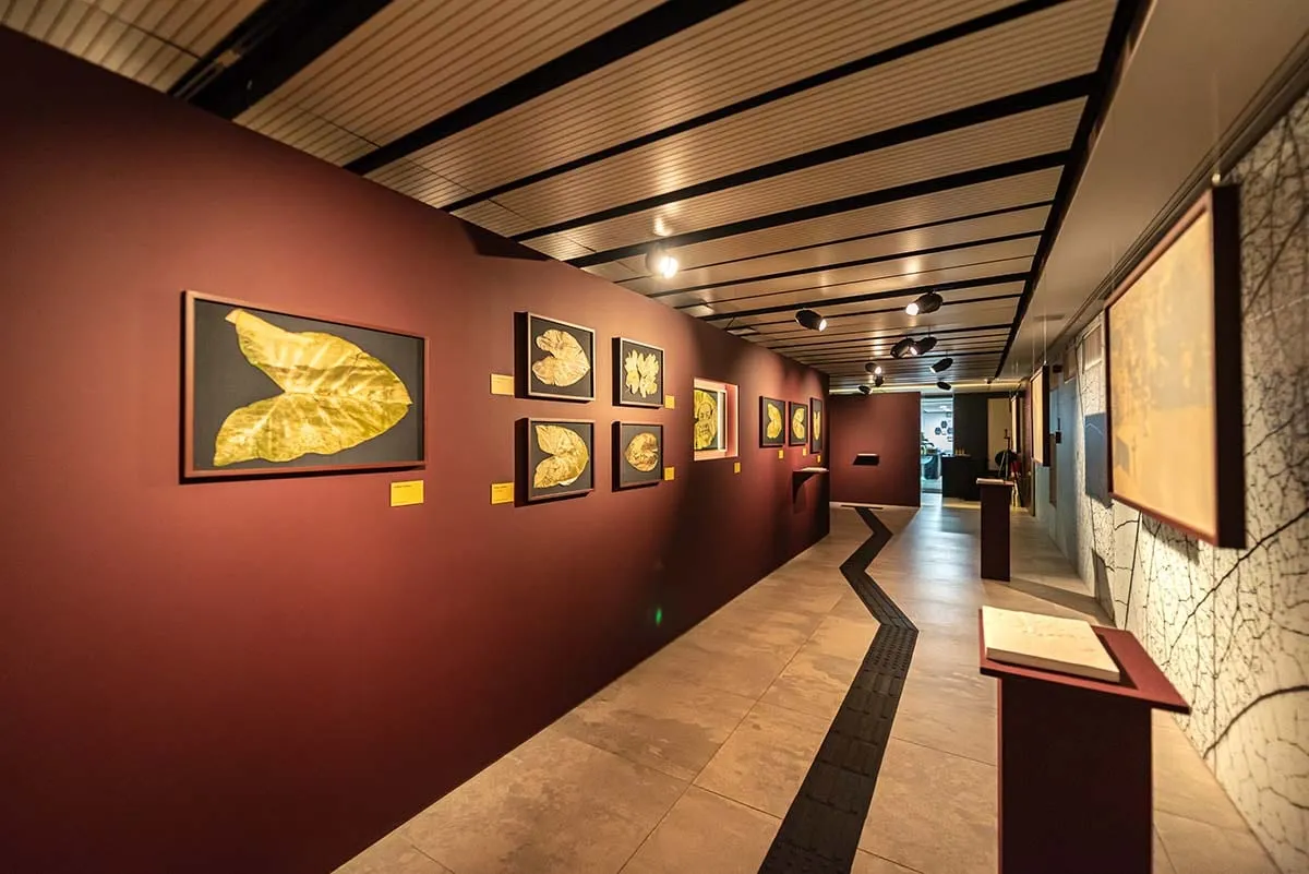 Corredor de paredes vinho da exposição Terra Terreno Território no Centro Cultural Fiesp, com folhas emolduradas sobre tecido azul-noite